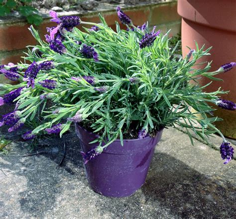 How To Grow Lavender Growing Lavender In Pots Lavender Plant Care