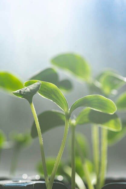 Un Primer Plano De Una Planta Con El Sol Brillando Sobre Ella Foto