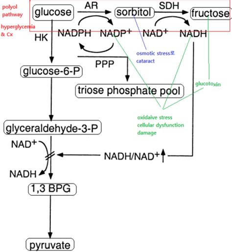 Sorbitol Pathway