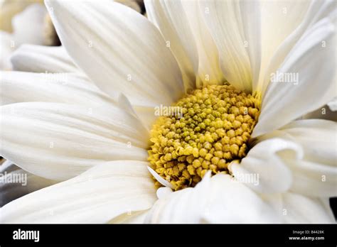Wite flower hi-res stock photography and images - Alamy