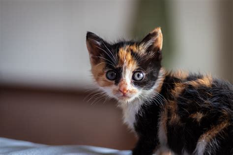 Gato Tricolor