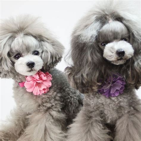 Toy Poodle Haircuts Photos - Dress The Dog - clothes for your pets!