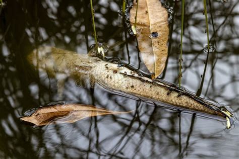 Dead Fish In Dirty Water Pollution Issue Stock Image Image Of