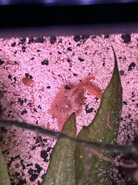 My Panther Crab Molted Raquariums