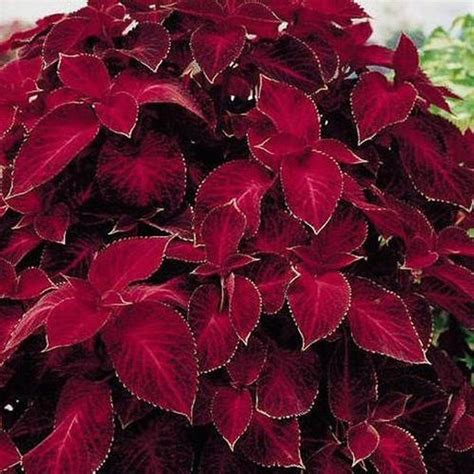 Red Velvet Plant