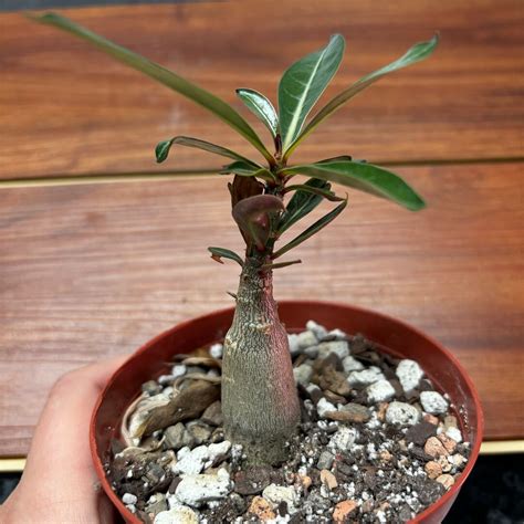 4 Desert Rose Adenium Obesum Live Succulent Etsy