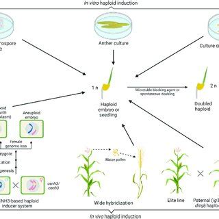 Genes involved in haploid induction in plants. | Download Scientific Diagram