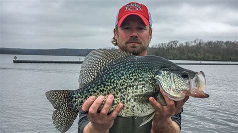 Pending Illinois State Record Crappie Caught Crappie Crappie Fishing