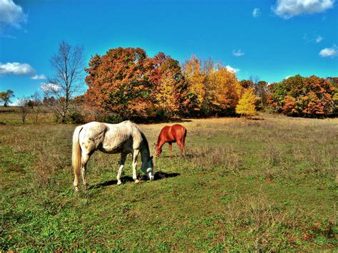 Free Images Landscape Grass Wilderness Field Farm Meadow