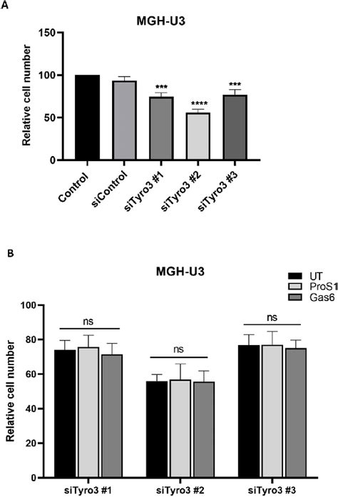 The Effect Of Sirna Knockdown Of Tyro On Mgh U Cell Viability A