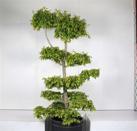 Carpinus Betulus Tuscany Form Caragh Nurseries