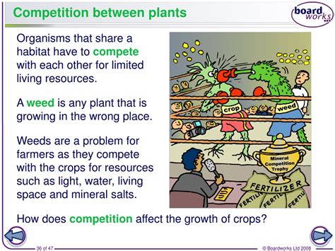 Ppt Plants And Photosynthesis Powerpoint Presentation Free Download