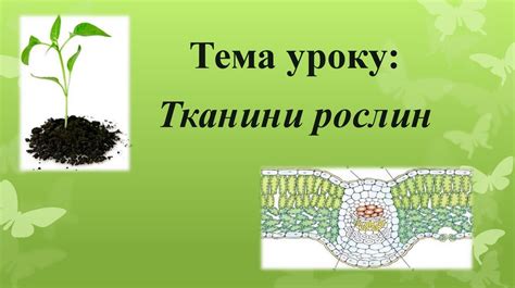 Тканини рослин - презентация онлайн
