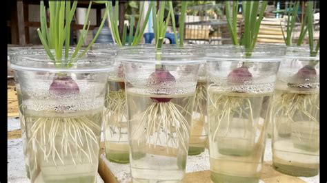 Days Growing Spring Onions From Red Onions In Water Harvesting