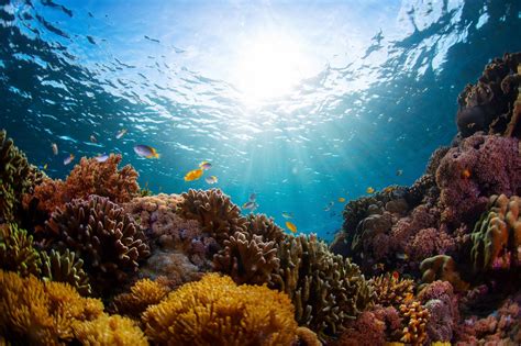 The Oceans Are Warming Faster Than We Thought And Scientists Suggest