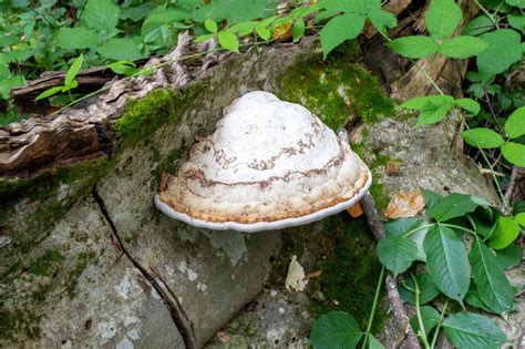 Los Hongos Son Par Sitos Y Saprofitas Que Forman Colonias En Troncos De