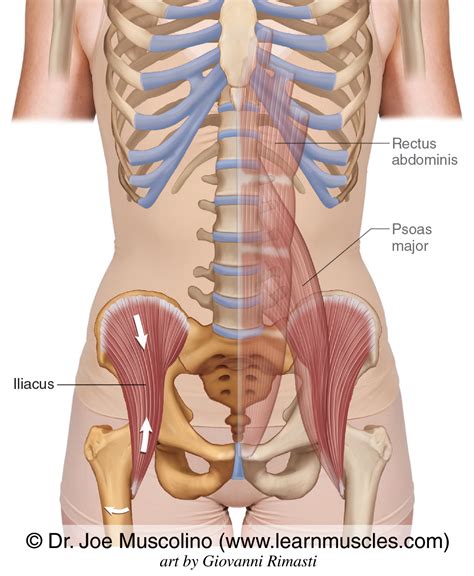 Iliopsoas Learn Muscles