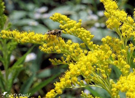 Solidage G Ant Et Son Syrphe Appel Aussi Verge D Or G Ant Flickr