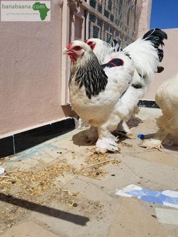 Achat Vente Animaux Poule De Race Dakar Banabaana