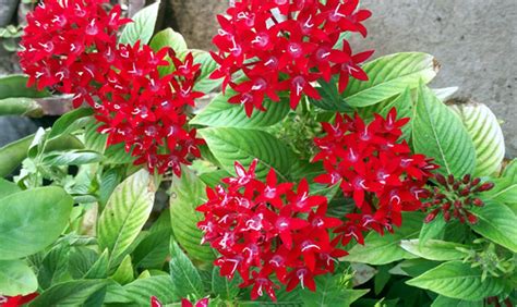 How to grow Pentas flower | Pentas plant care | Pentas lanceolata ...