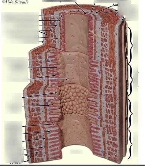Bsc 216 Anatomy Lab 3 Exam Digestive System Cross Section Diagram Quizlet
