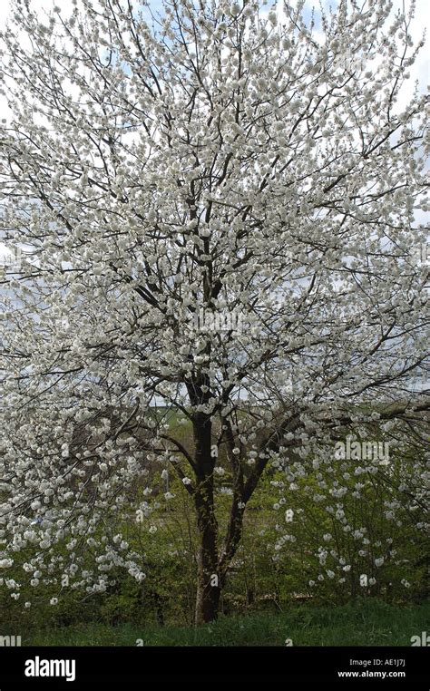 Blackthorn tree hi-res stock photography and images - Alamy