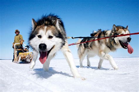 Alaskan Malamute - Breed Profile | Australian Dog Lover