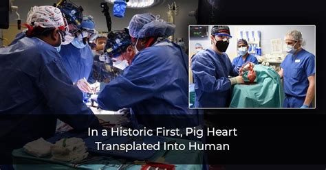 In A Historic First Pig Heart Transplanted Into Human Patient