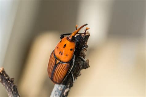 Premium Photo A Red Palm Weevil Rhynchophorus Ferrugineus Resting On