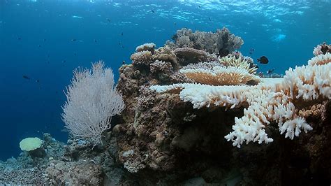 What Is Coral Reef Bleaching Worldatlas