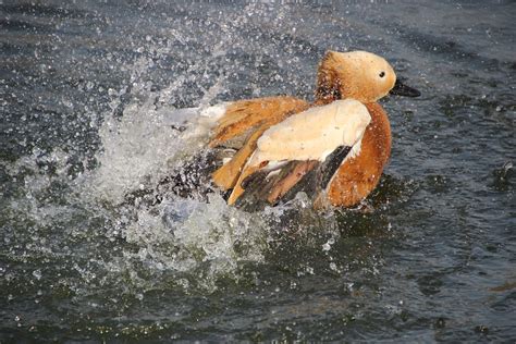 Ruddy Shelduck Bird Duck Free Photo On Pixabay Pixabay