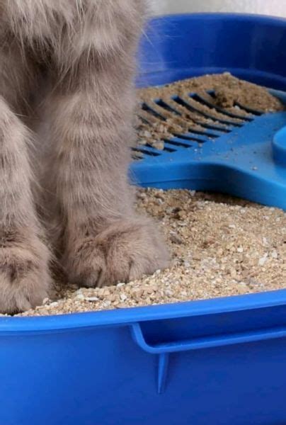 Aprende A Hacer Arena Para Gatos Econ Mica Y Natural En Casa Mui Gatos