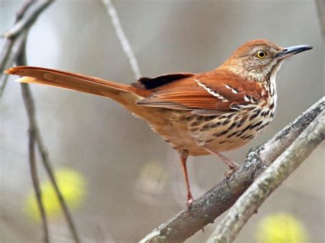 Nestwatch Brown Thrasher Nestwatch