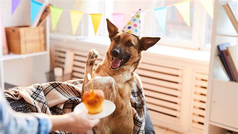 How to Throw a Dog Birthday Party in 7 Easy Steps - Blogs