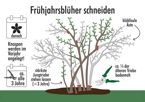 Sträucher schneiden so gehts