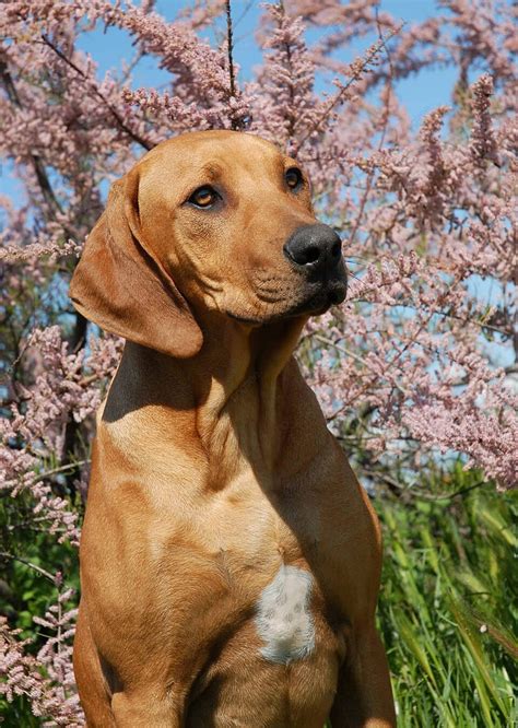 Fondos de Cachorro Rhodesian Ridgeback Fotos y Imágenes De Descarga