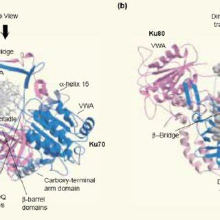 6 Structure of human Ku70/Ku80 bound to DNA. Ku70 is blue, Ku80 is pink ...