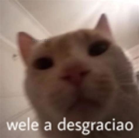 Pin De Jessicoxk En I Have No Friends Meme Gato Imagenes Para Reirse