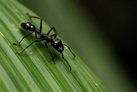 El Truco Natural Para Espantar A Las Hormigas De Casa Con Solo Un