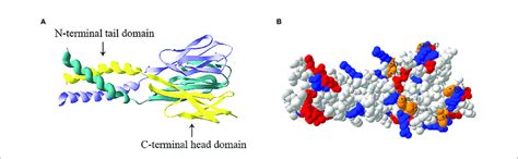 | Trimeric structure of human resistin. (A) Ribbon model of resistin... | Download Scientific ...