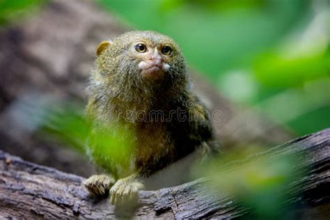 Western Pygmy Marmoset Callithrix Pygmaea One Of The Smallest Monkeys