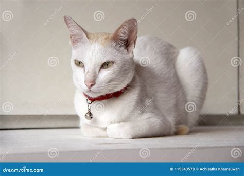 White Cat And Orange Color On The Head Laying Down On The White Table