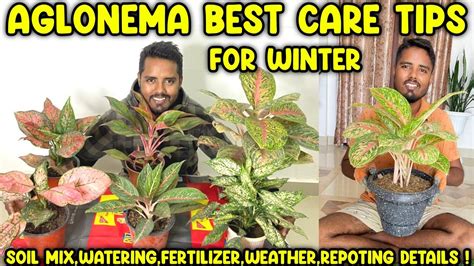 Aglaonema Plants Winter Care Fertilizer Repotting Soil Mix Water