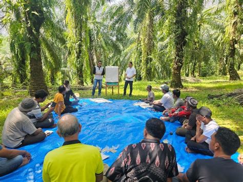 Sawit Terampil Program A Space For Smallholder Oil Palm Farmers To