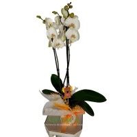 Orquidea Phalaenopsis Flores Florister A Flor Centro De Flores