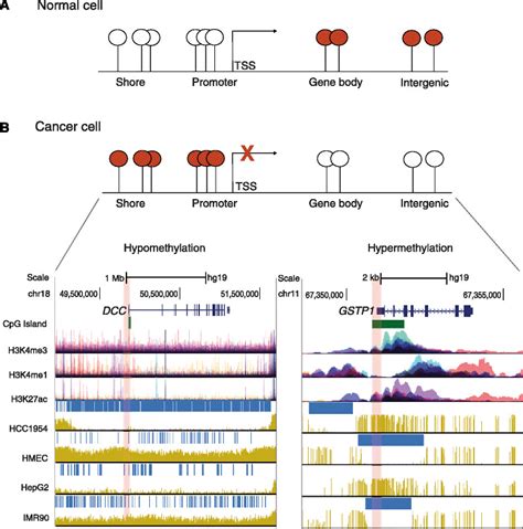 Dna Methylation Patterns In Normal And Cancer Cells A In Normal