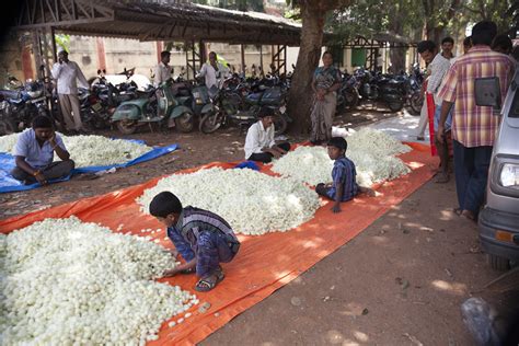 Marketing Of Cocoons