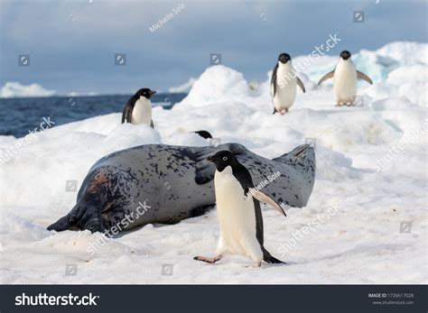 1,075 Antarctica Seal Leopard Images, Stock Photos & Vectors | Shutterstock