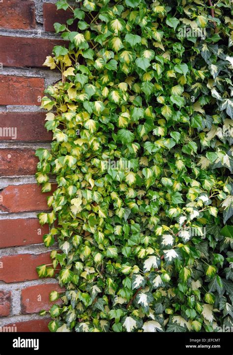 Hedera Helix Goldheart Hedera Helix Goldheart Stock Photo Alamy