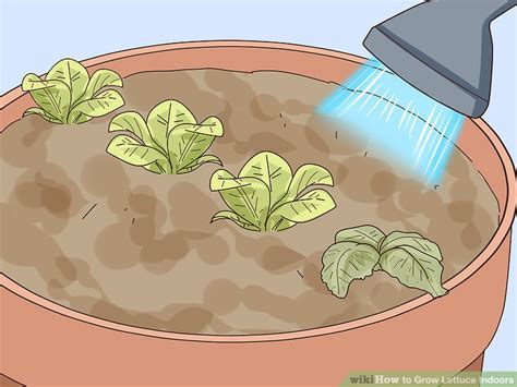 How to Grow Lettuce Indoors: 15 Steps (with Pictures) - wikiHow